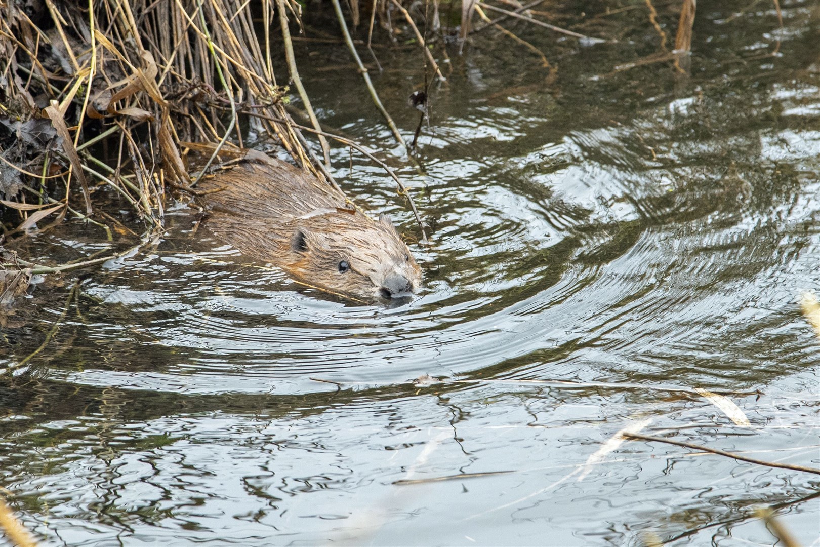 This beaver kit soon took to the water after its release last month (Joshua Glavin/The Beaver Trust/PA)