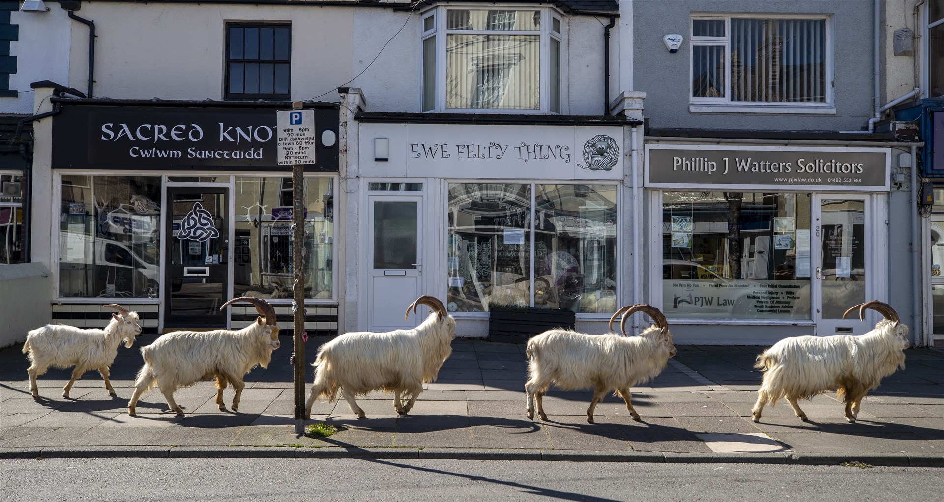 A herd of goats taking advantage of quiet streets near Trinity Square, in Llandudno