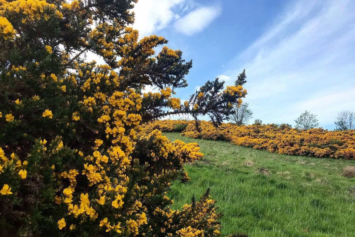 I learnt more about the plants around me. I still recall the intense smell of coconut around the fields as gorse was blooming in the spring of 2020.