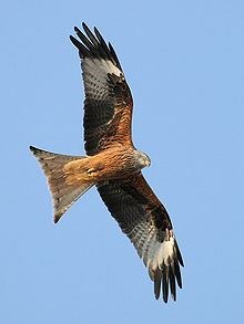 A red kite in flight