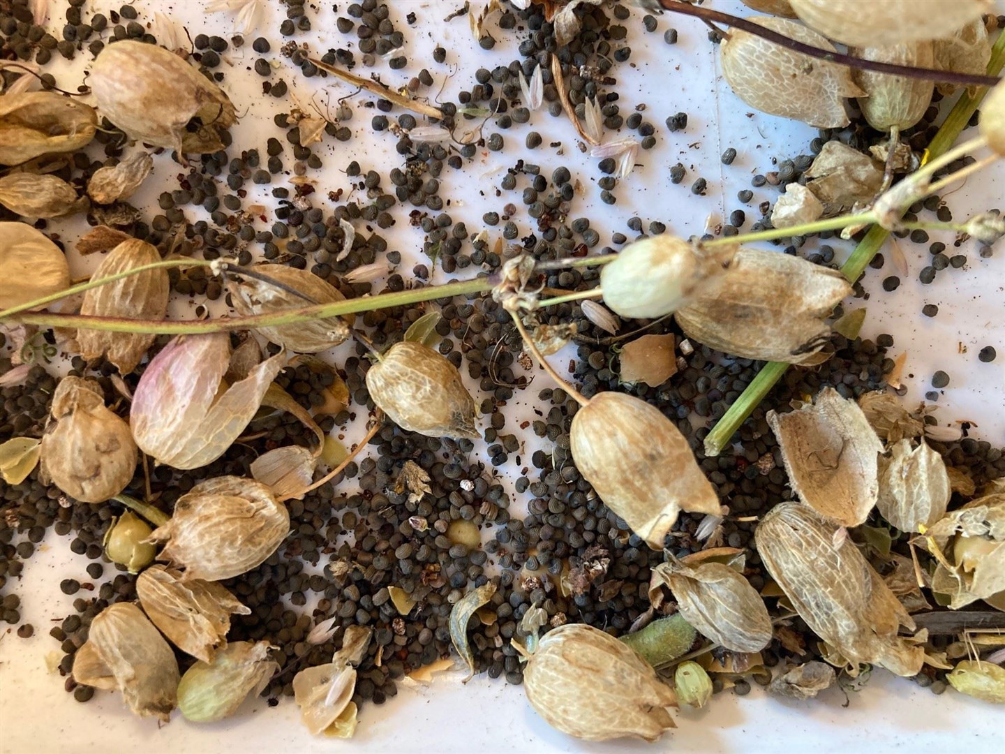 Red campion seeds collected from the wild and ready to sow.