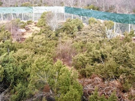 Spot the leopards ...