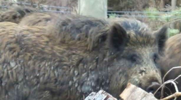 HAZARD: Fears are growing that some 20 wild boar could prove a health hazard in Badenoch