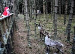 Father Christmas visits the reindeer at their new home