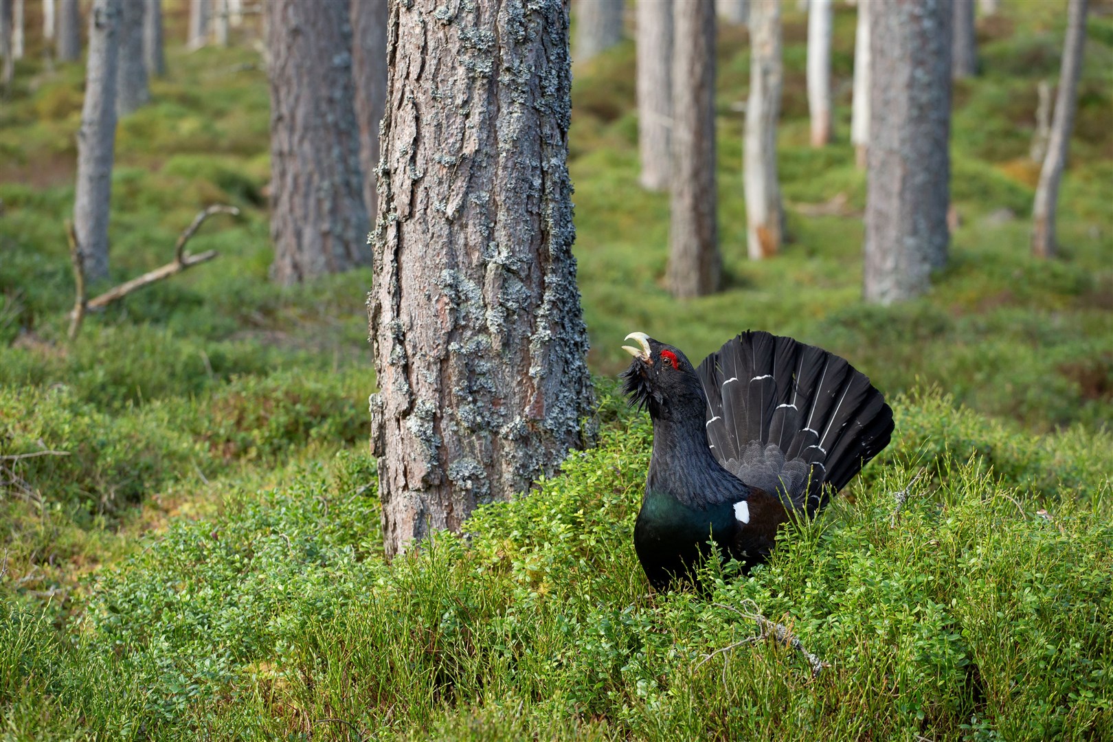 Capercaillie, Tetrao urogallus, male displaying at lek in a pine forest in the Cairngorms National Park.