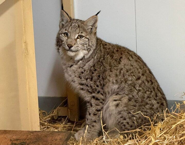 SAFE: One of last week's Killiehuntly four - now sadly just three - pictured by RZSS at Edinburgh. The illegal release of the animals, said to be 'almost domesticated' has caused a storm while police continue investigating.