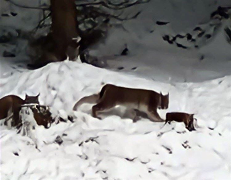 RECAPTURED: Four lynx were released in January and all were trapped. One died and the other three are safely in Edinburgh awaiting rehousing.
