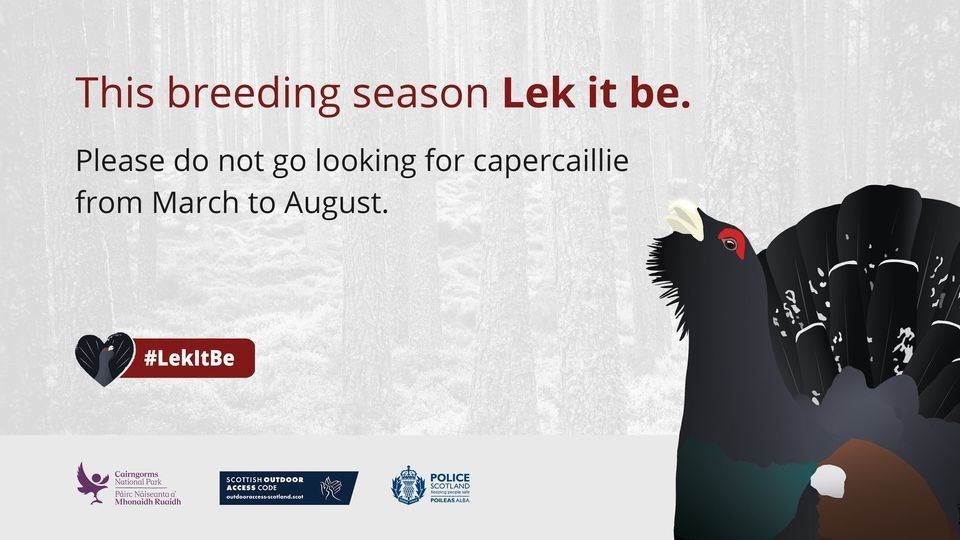 Lek It Be! Picture: Cairngorms Capercaille Project