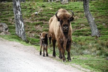 The new arrivals will play a vital role in preserving their species in Badenoch
