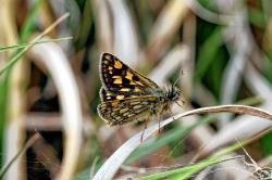 The chequered skipper butterfly.