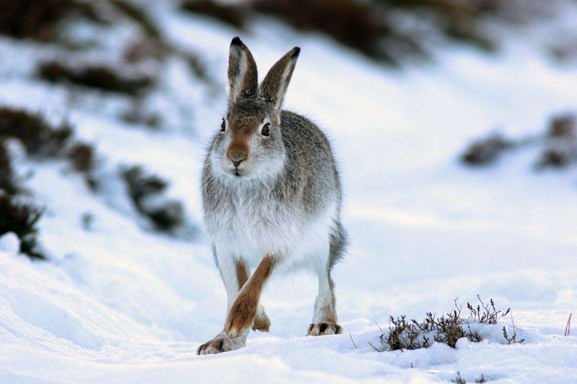 The mountain hare (R A Greenwood)