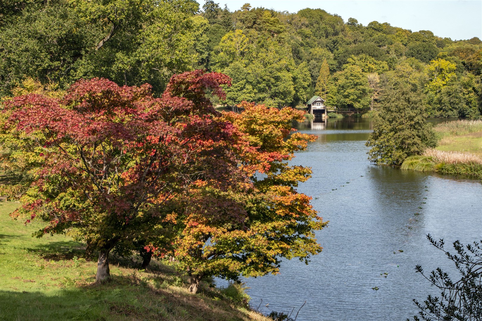 Winkworth Arboretum in Surrey is already seeing early autumn colour (National Trust/Hugh Mothersole/PA)