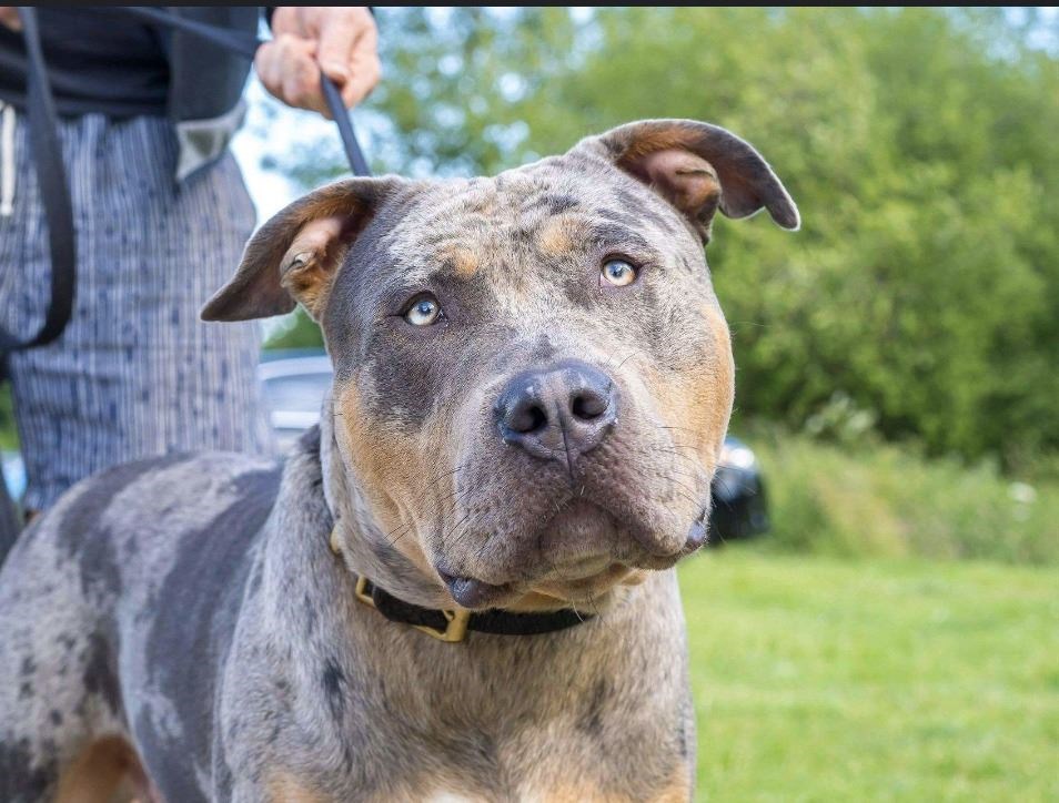 XL Bully dogs are set to be banned in the UK.