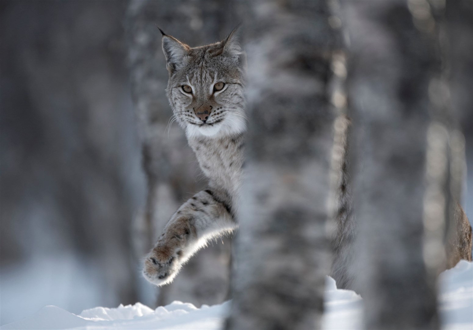 A European Lynx (Lynx lynx) adult female peering out from behind tree in winter birch forest in Bardu in Norway. Picture: SCOTLAND: The Big Picture.