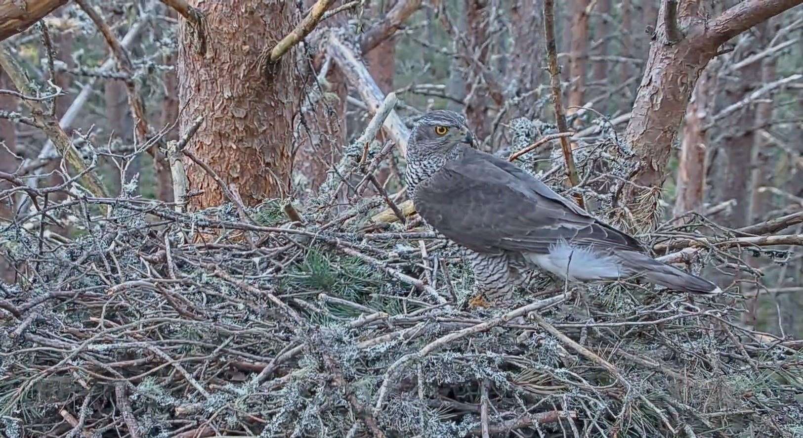 Male goshawk on nest at Loch Garten Nature Centre in Abernethy.