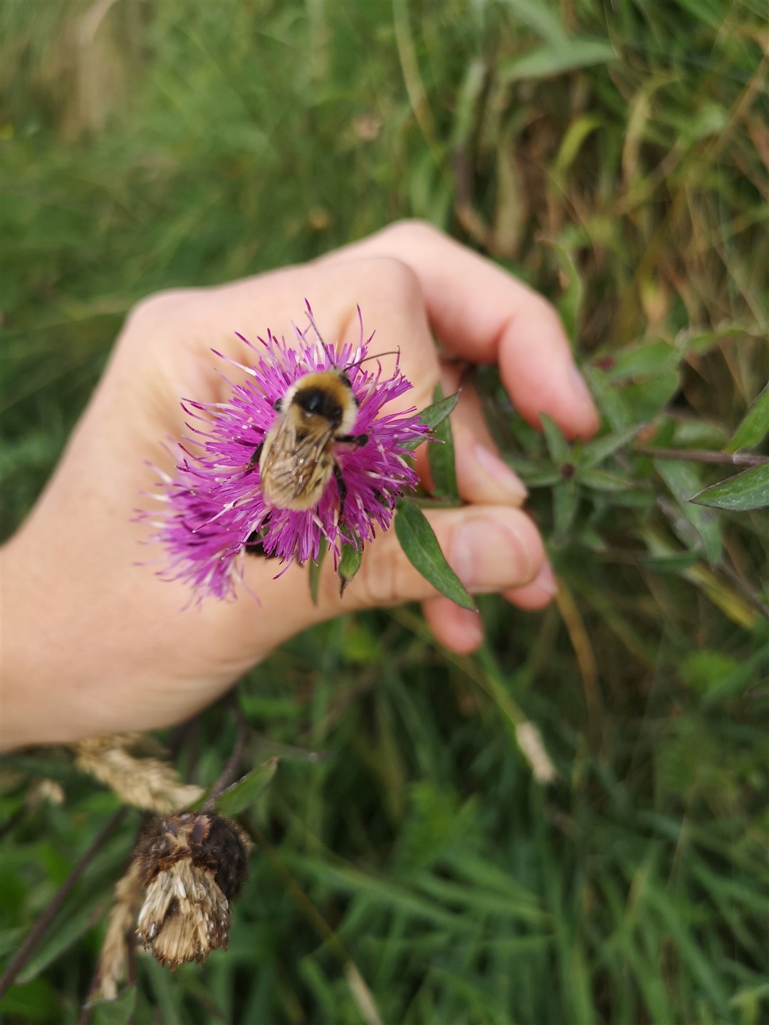 Great yellow bumblebee.