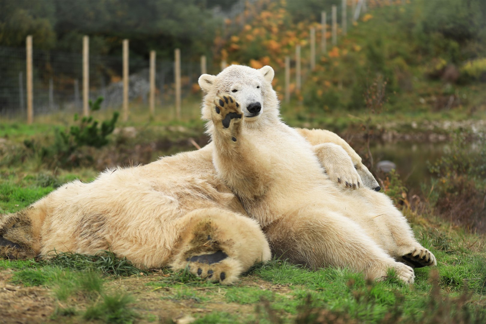 Hamish at the Highland Wildlife Park with a rather tired mother, Victoria. Picture: RZSS