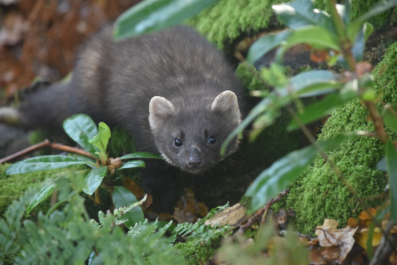 Pine martens are one of the threats facing capercaillie.