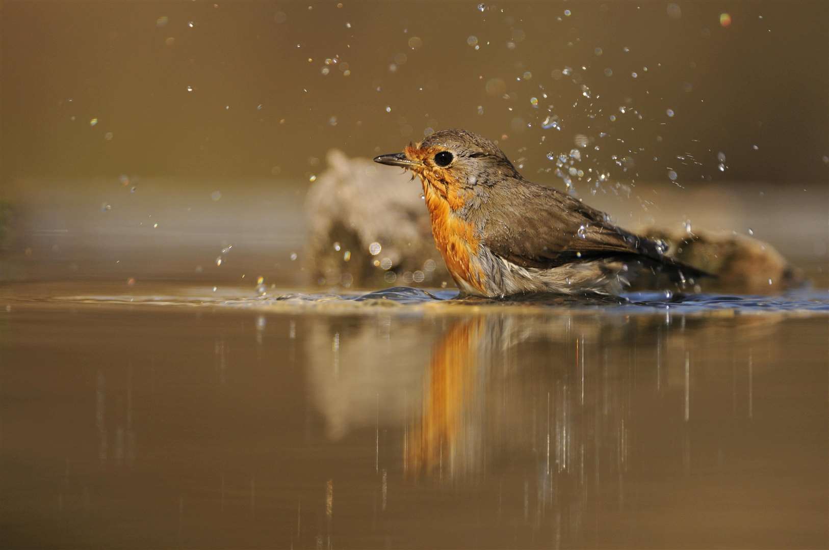 A robin (Erithacus rubecula) bathing in a garden pond. ©Fergus Gill.