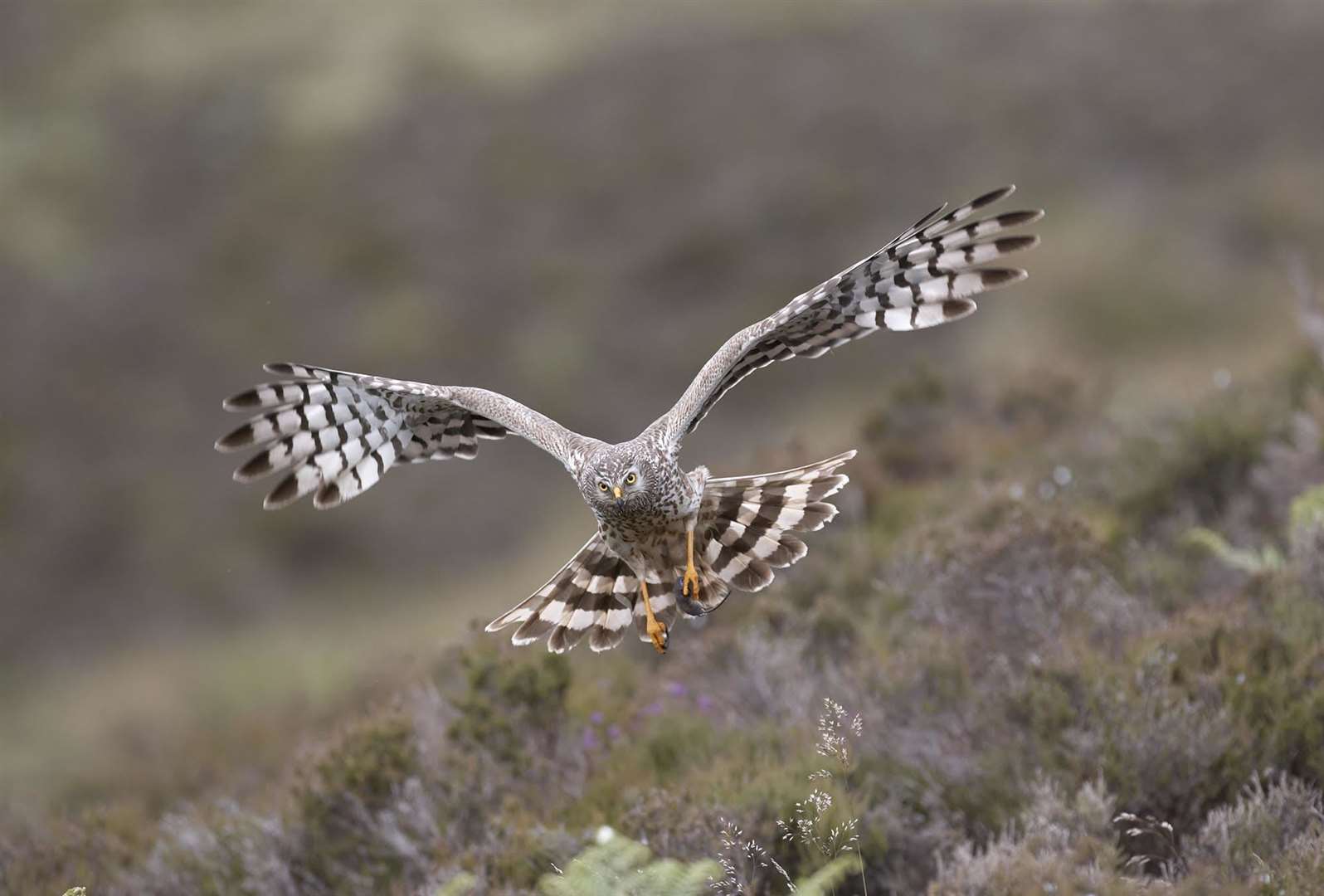 Hen harrier (Circus cyaneus) adult female bringing in a shrew as prey to its nest in the Highlands.