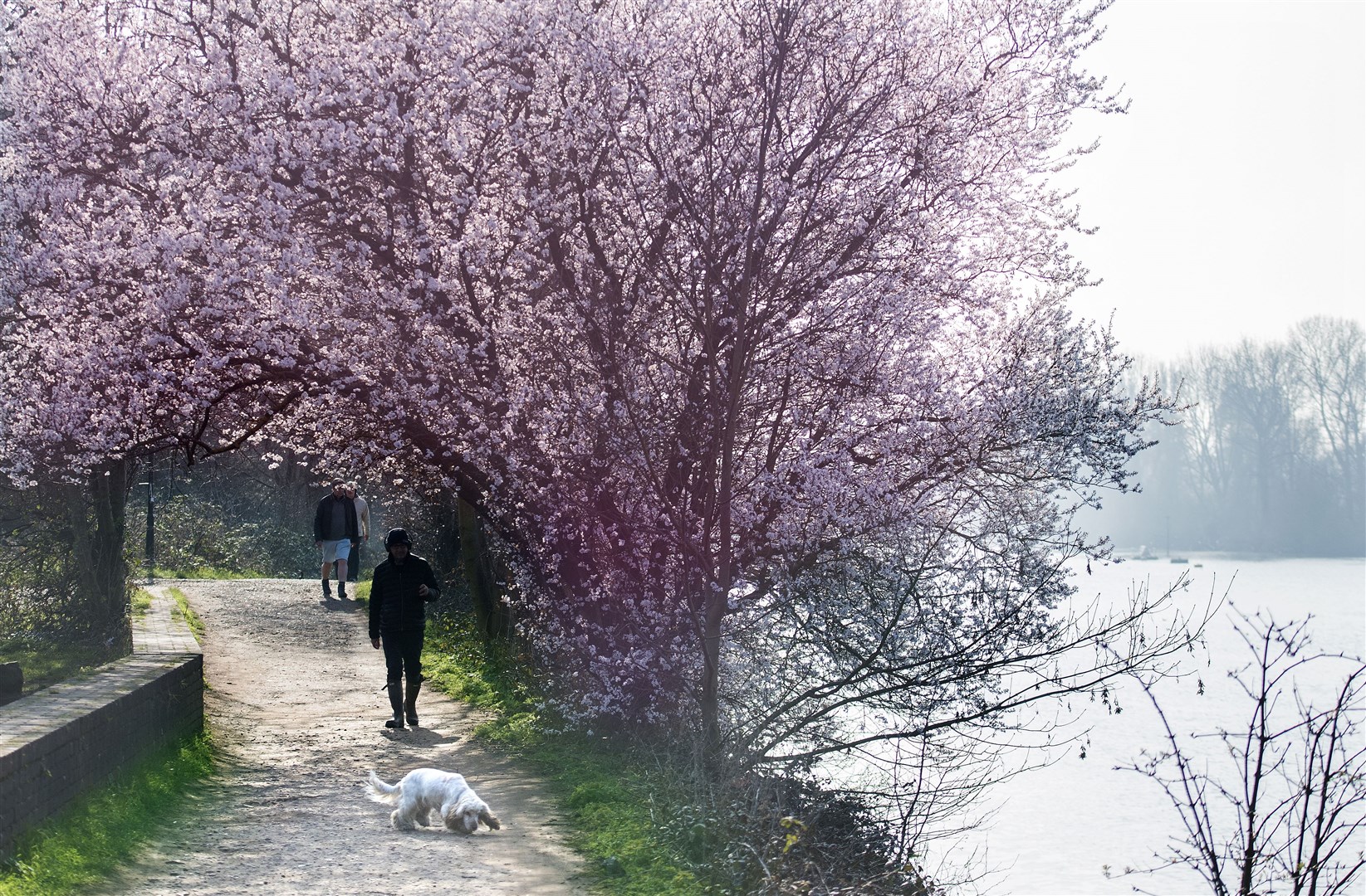 Spring blossom next to the River Thames near Richmond on the first day of meteorological spring (Ian West/PA)