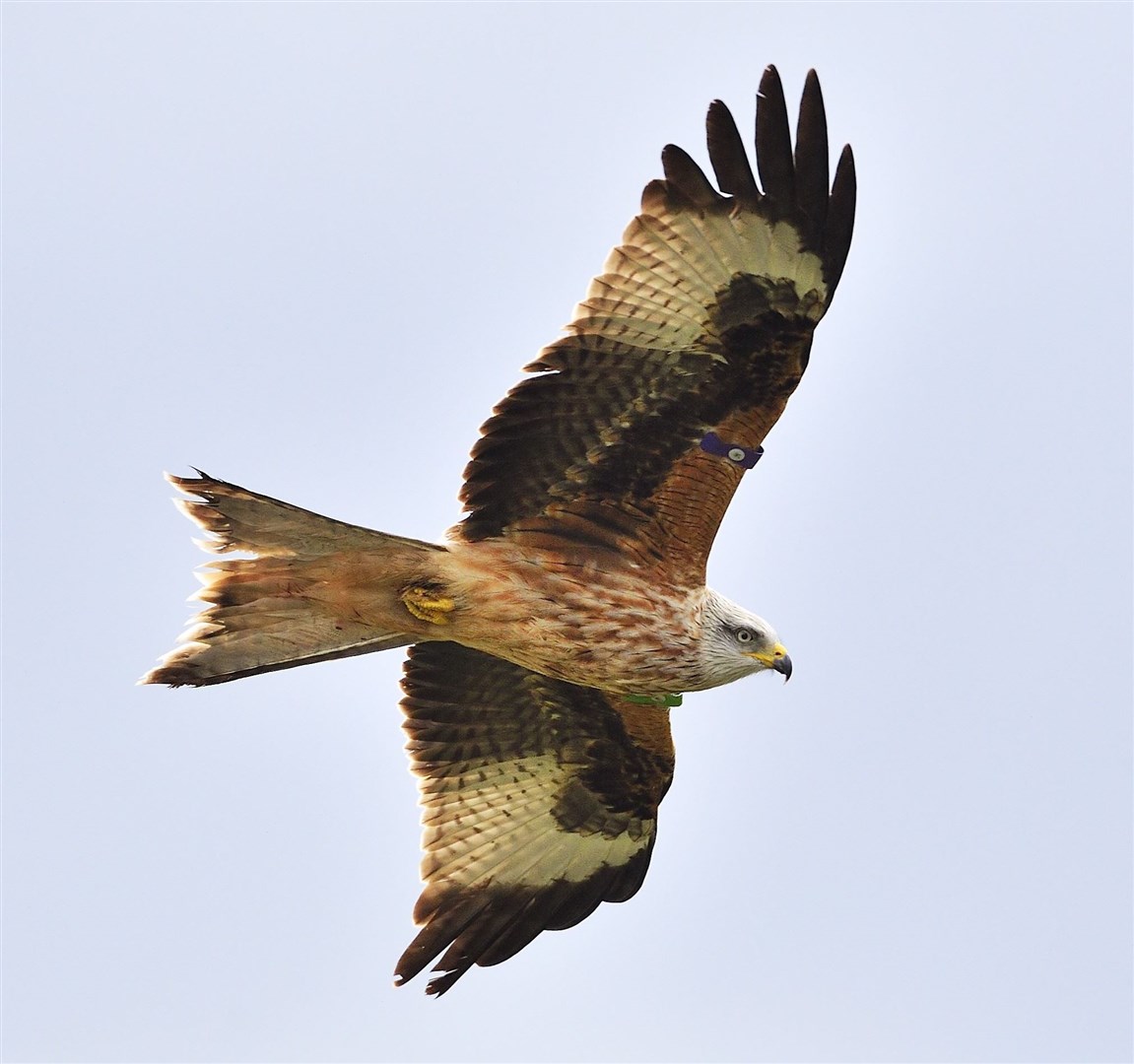 A Red Kite (Milvus milvus) was shot on Lochindorb Estate. Picture: Lorne Gill/SNH.
