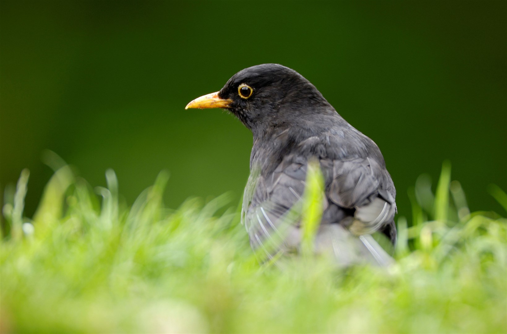 Blackbird Turdus merula, male, on garden lawn. (RSPB)