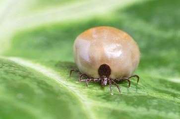 Ticks are carriers of the disease and widely found in the strath throughout the warmer months.