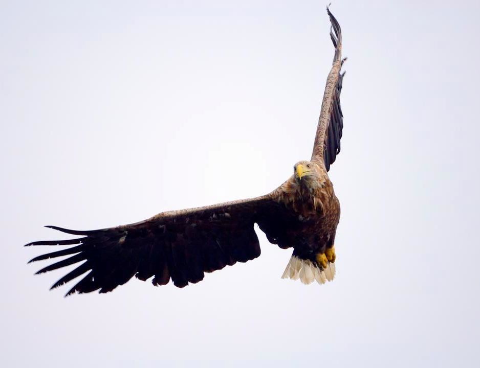 Adult white-tailed eagle (Haliaeetus albicilla) in flight. ©Lorne Gill