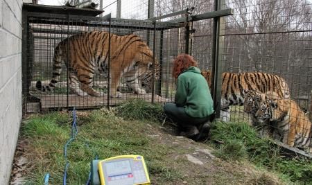 Marty (left) getting weighed at the wildlife park today