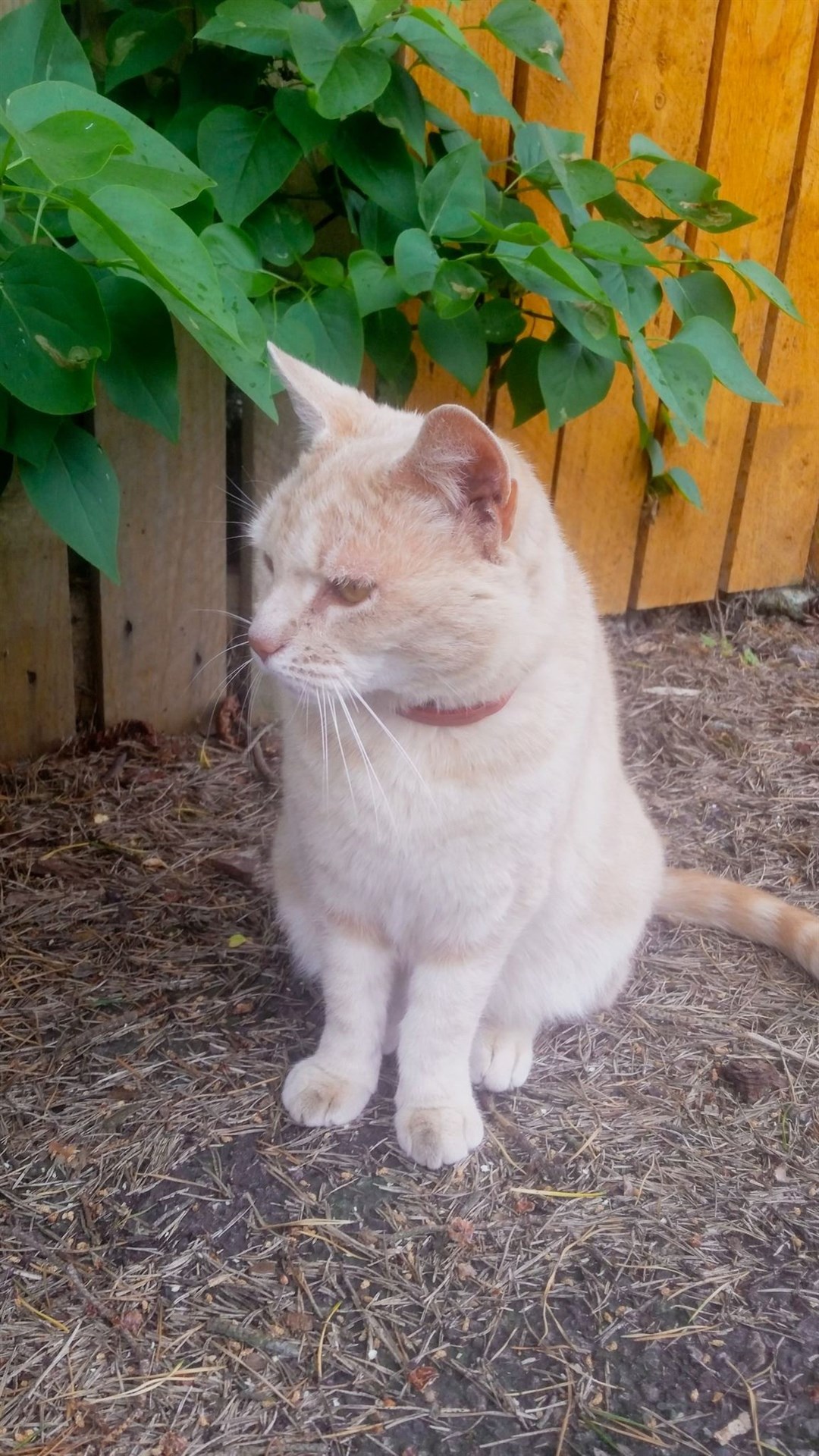 MANGO: Always a friendly face for passers by on Burnside in Aviemore.