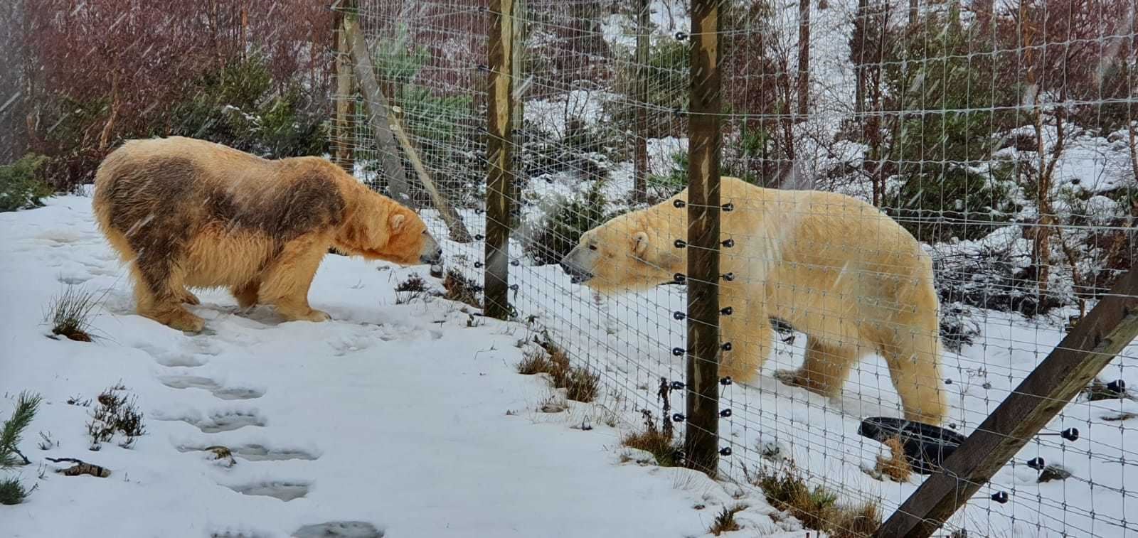 Victoria and Arktos getting reaquainted at the Highland Wildlife Park again ahead of reintroduction for breeding.