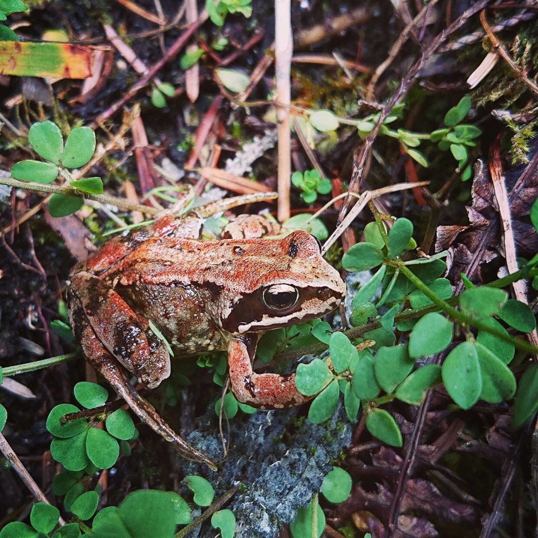 Common frog.