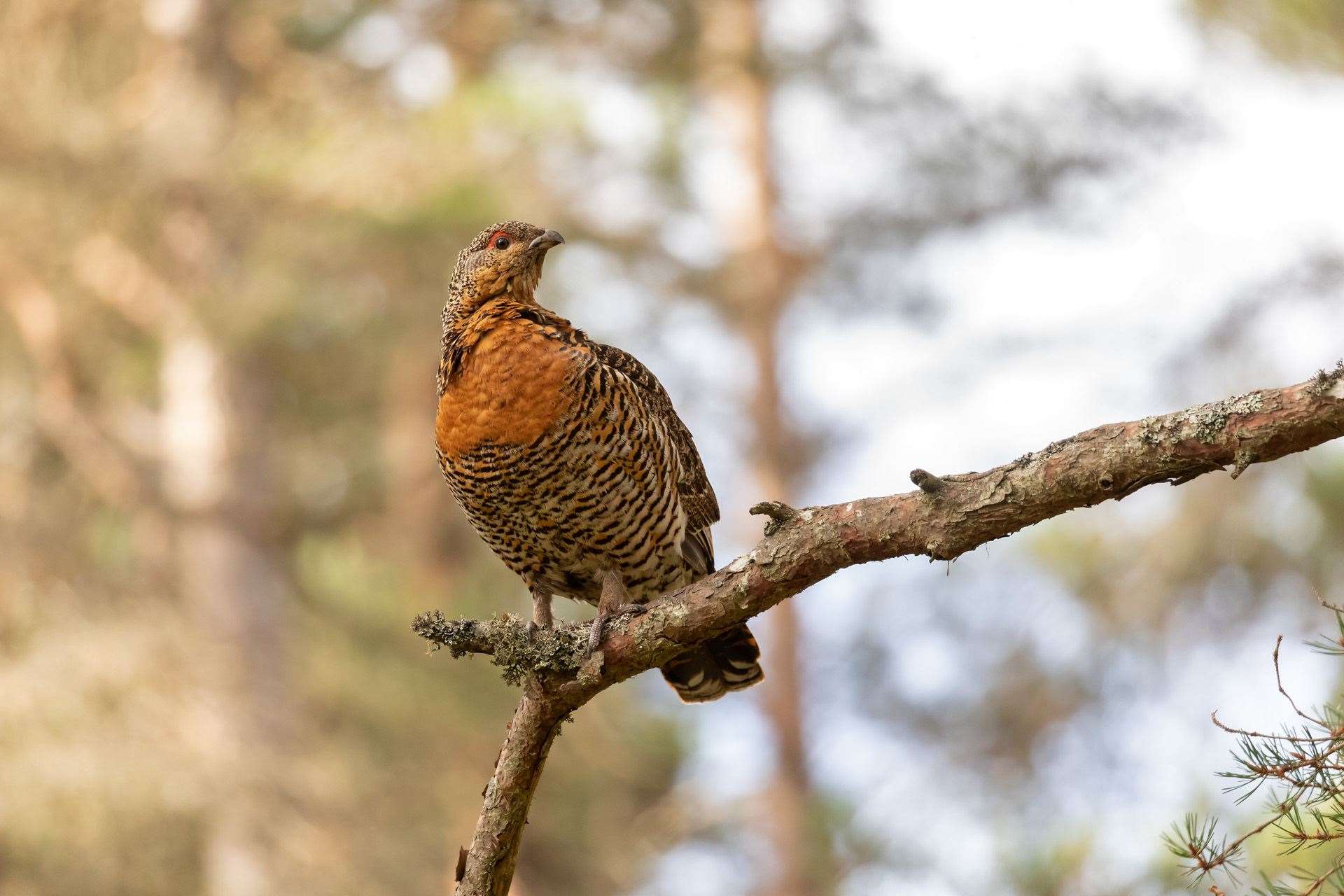 Capercaillie, Tetrao urogallus, female perched in pine tree. Photo: Mark Hamblin