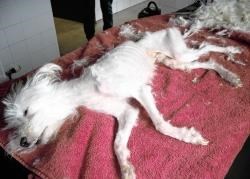 Paddy, when he came to the attention of Scottish SPCA inspectors.