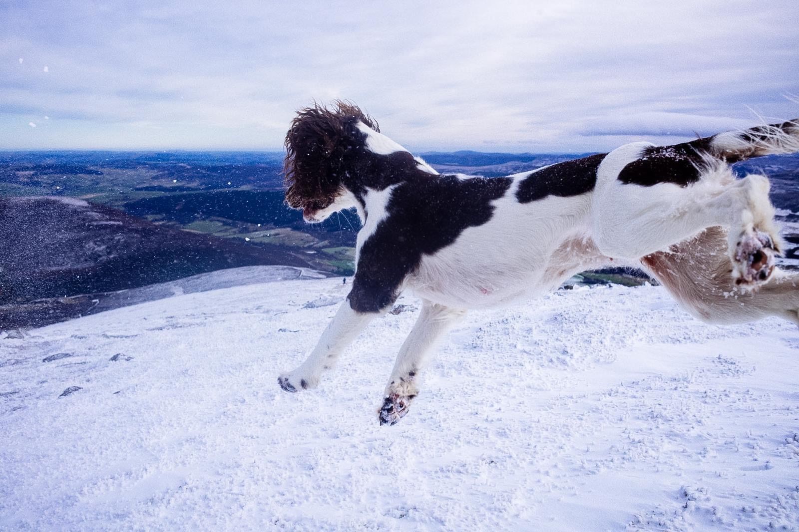 Talisker loves bounding around in the great outdoors, and owner Sorcha is desperate to save her leg so she can continue to enjoy them properly for many more years to come.