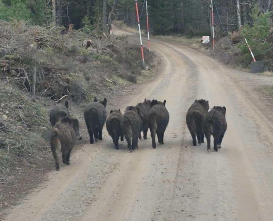 Wild boar roam free in Badenoch