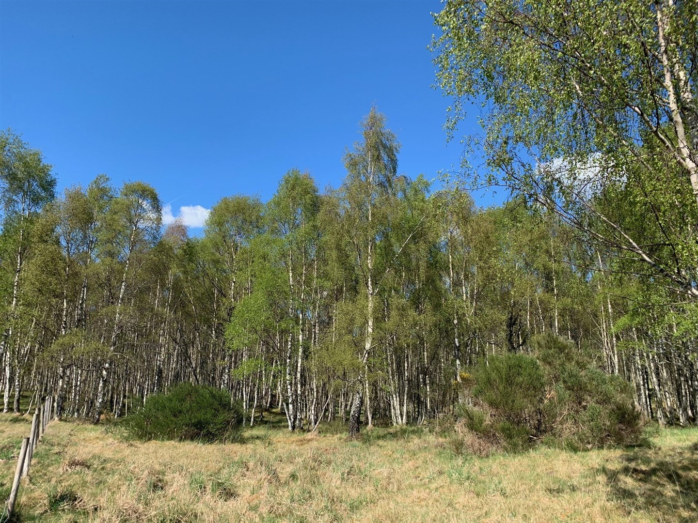 Dalfaber Woods in Aviemore which is a popular place with walkers, joggers and others.