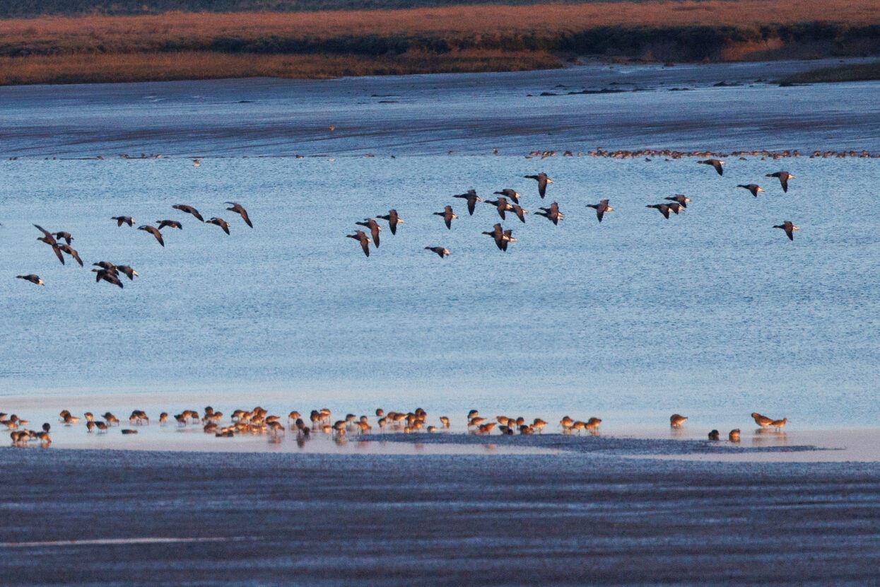 Saltmarsh is a habitat for wildfowl and plant life (Justin Minns/National Trust/PA)