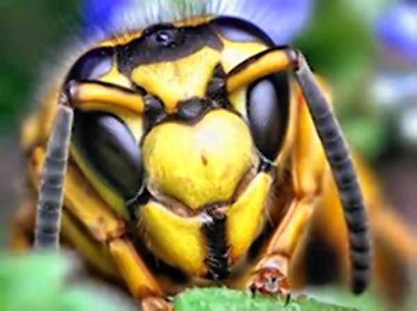 Wasps have been a real pest this summer
