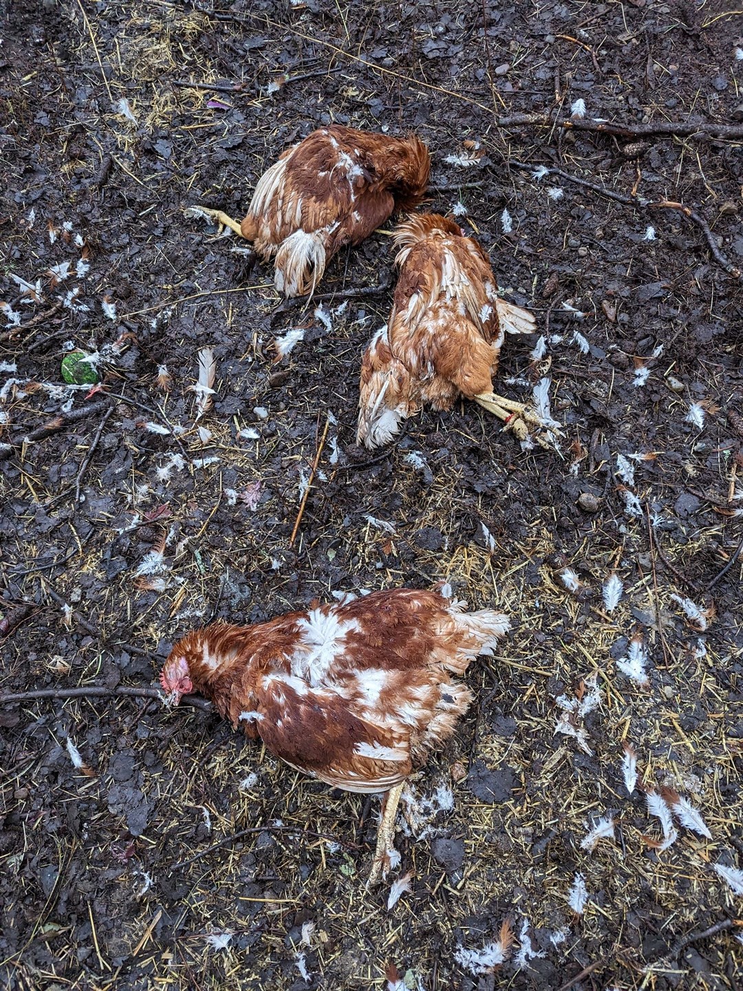 Ardbroilach Road: slaughtered