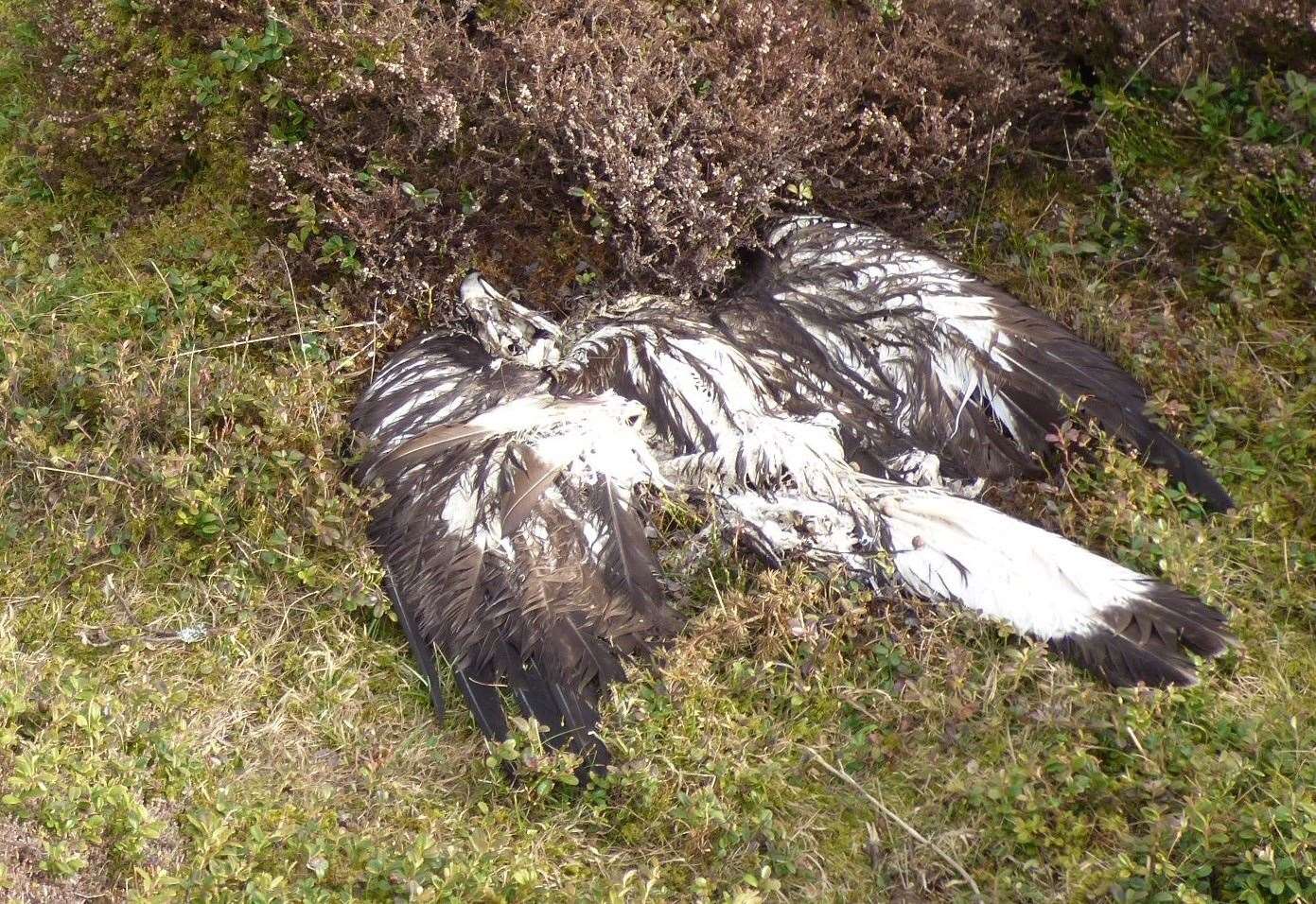 Cairngorms authority condemns 'senseless' killing of golden eagle on its patch