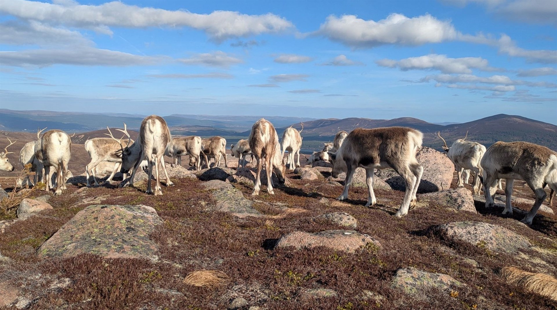 Drone users are being asked to be sensitive after a reindeer herd was recently spooked. Picture: Cairngorm Reindeer Herd.