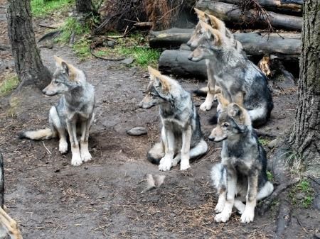 Meet the new arrivals at the wildlife park