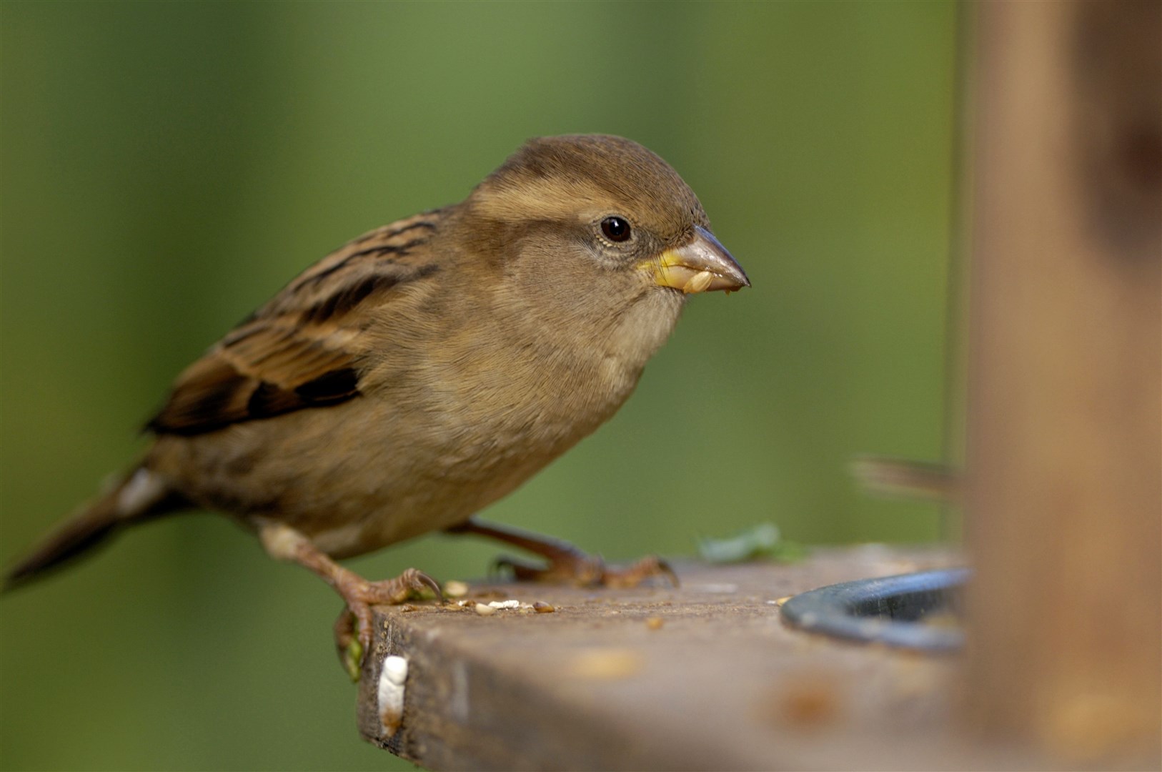 House sparrow, Passer domesticus, female perched on feeder in garden. (RSPB)