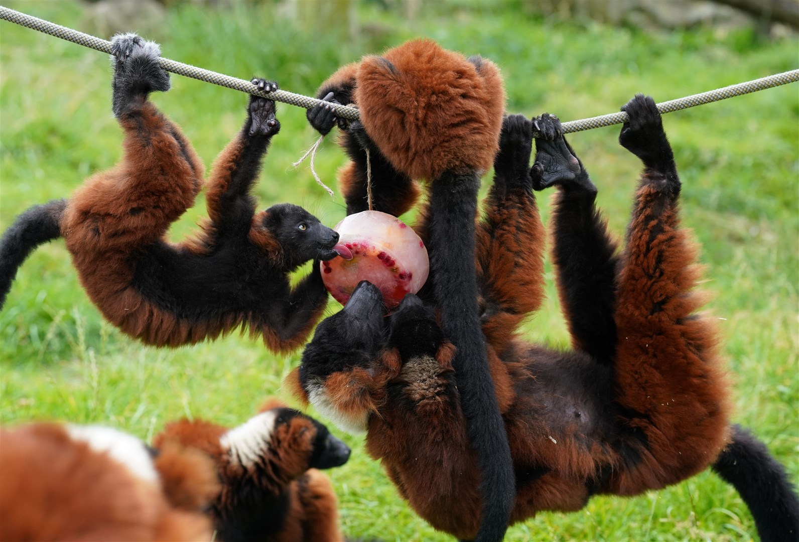The lemur’s pals join in the fun (Andrew Milligan/PA)