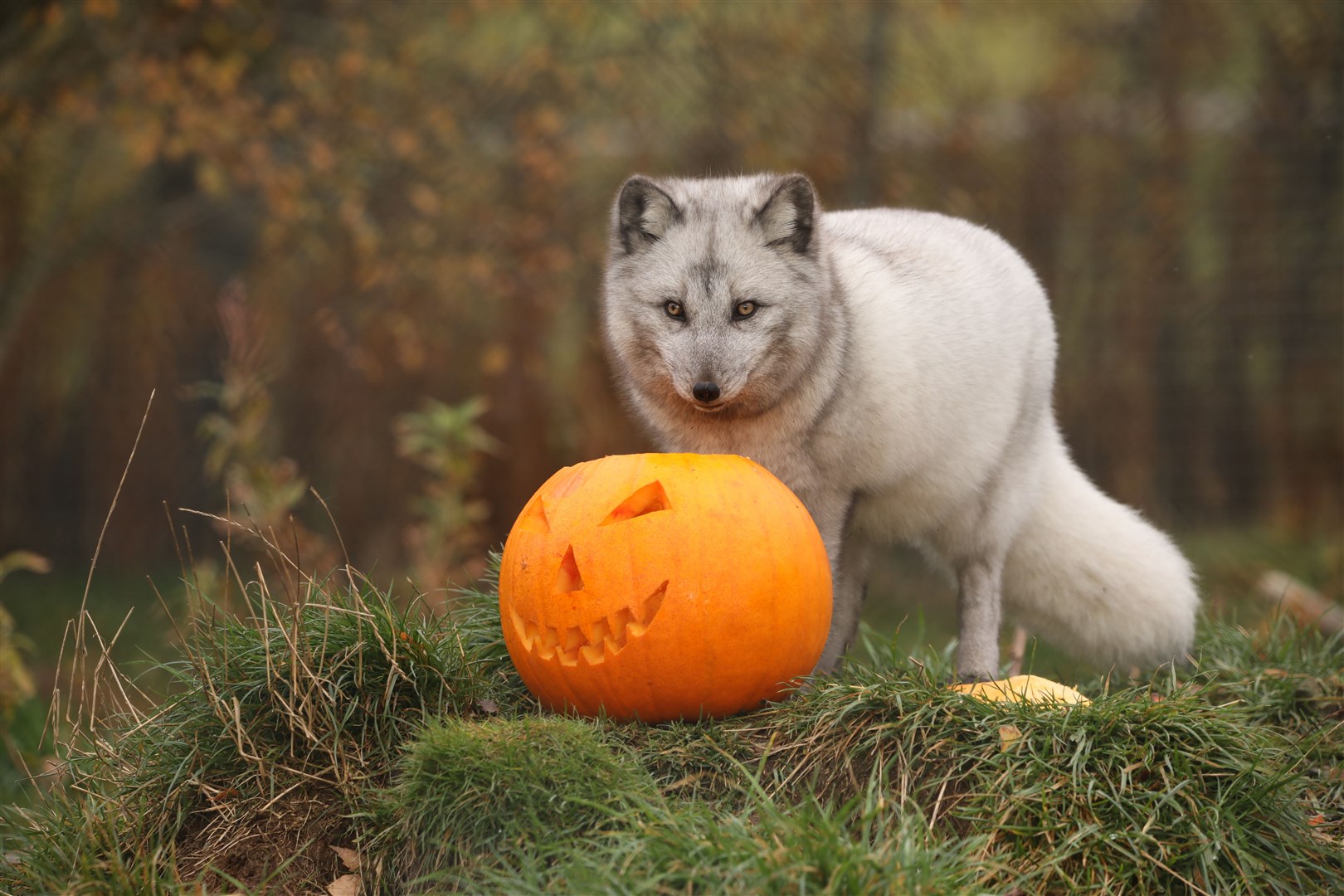 Having a foxy time this Halloween
