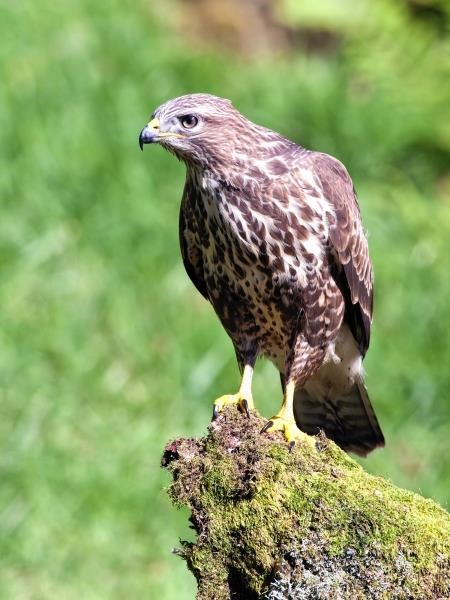 Under attack: a buzzard