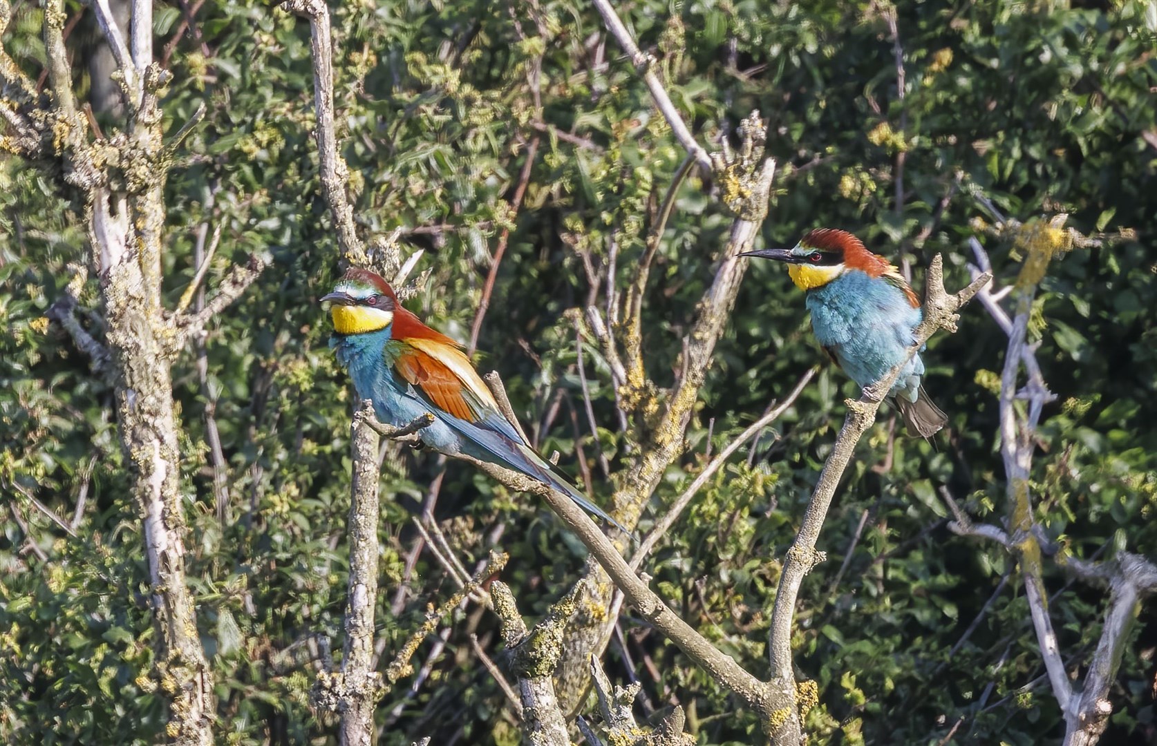 Bee-eaters rear their young communally (Mike Edgecombe/PA)