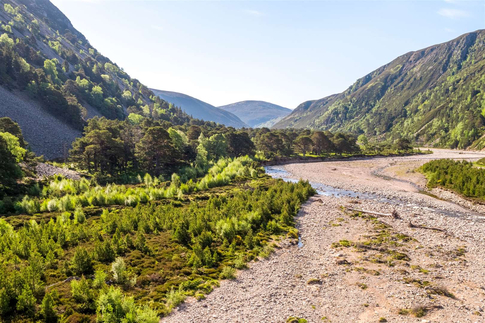 Rivers in the Cairngorms such as the Feshie, are increasingly benefitting from regenerating woodland along the banks, and fallen trees in the river channel, providing dappled shade and increased numbers of insects.